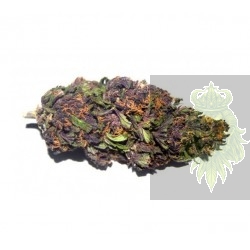 Purple Haze Weed